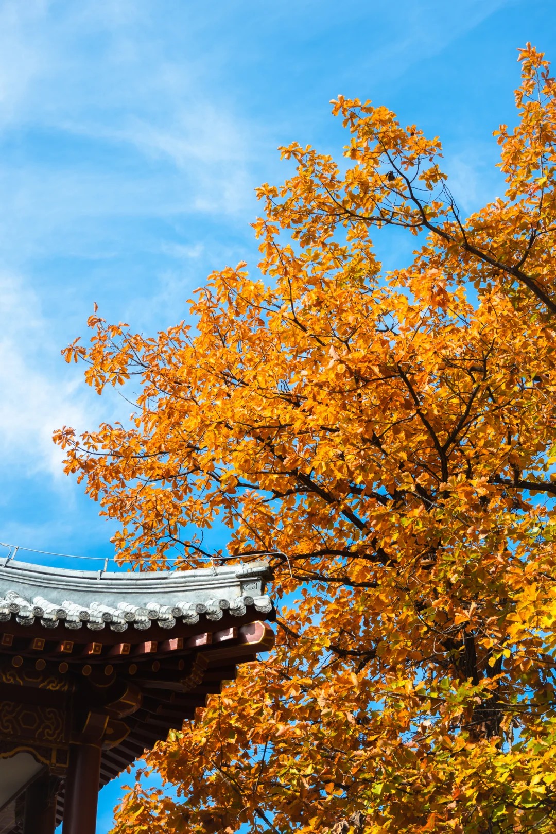 10月27日慕田峪长城赏秋_4_Elias🙈_北京郊区-来自52tours 我爱旅游网